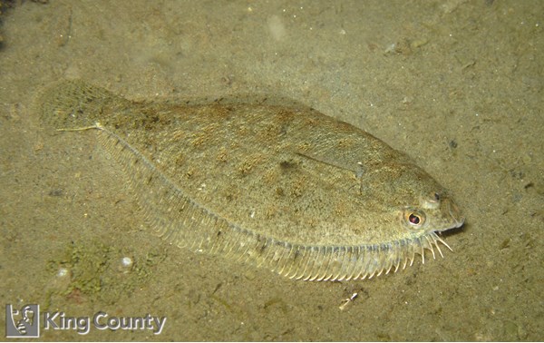 Photo of Citharichthys stigmaeus